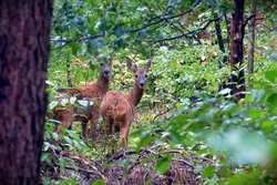 Auf den Spuren unserer heimischen Wildtiere