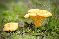 Waldspaziergang mit Schwammerl suchen