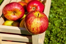 Wir pressen Apfelsaft selber