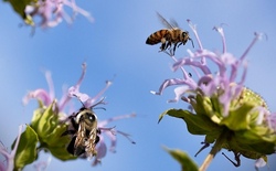 Ein spannender Tag bei den Bienen