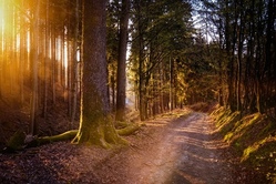 Ein Vormittag im Wald