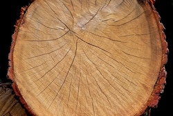Kreativ: Basteln mit Holz und Naturmaterialien