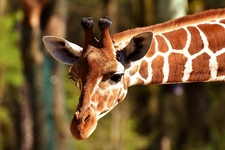 Besuch des Zoos in Frankfurt am Main
