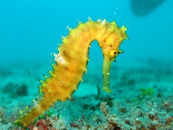 Seepferdchen Schwimmkurs
