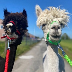 ABGESAGT - Alpakawanderung