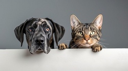 Stadt Erkelenz - Tiere aus Pfeifenreinigern basteln