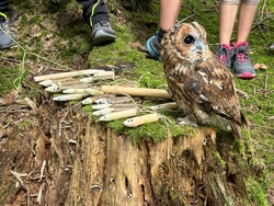 Spiel & Spaß im Wald - mit Stargast Eule Rosalie