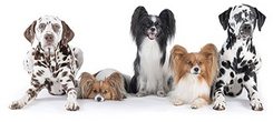 Bunte Hundestunde