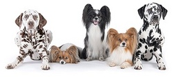 Bunte Hundestunde