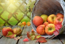 Aus Obst wird Saft!