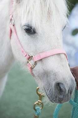 Ponyreiten auf dem Reiterhof mit dem Reitverein Thierhaupten/Ötz e.V.