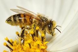Wir bauen ein Wildbienenhotel