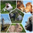 Relaxt in die Ferien - Tiergestütztes Partneryoga für Teenager Relaxt in die Ferien - Tiergestütztes Partneryoga für Teenager