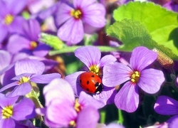 Blumenwerkstatt