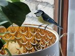 Naturerlebnis, Nistkastenbau mit anschließendem Anbringen der Vogelkästen im nahegelegenen Wald