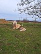 Pony-Erlebnistag in Mauern