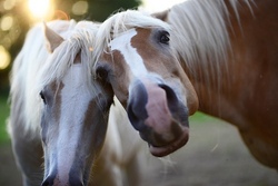 Ponyhoftag by Lucy´s Pferdewelt