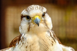 Ausflug zur Greifvogel-Auffangstation