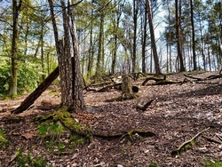 Spiel und Spaß im Wald