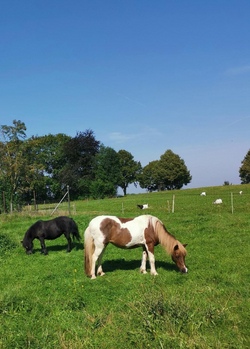 Pony Workshop und basteln