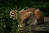 Wildkatze, Luchs, Wolf - Willkommen zurück