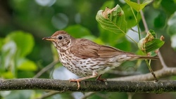 Wir gehen mit der Försterin in den Wald