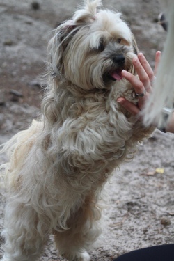 Hundekurs II