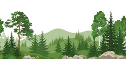 Den Wald entdecken