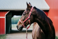 Für alle Pferdefans: Reiten im Reitstall Wiedmann + alles, was dazugehört