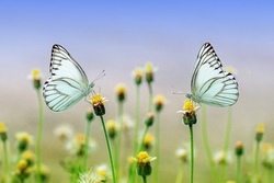 Sommerferienprogramm - Naturtage - 1. Woche