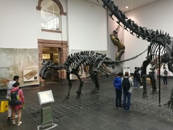 Dinos und mehr im Senckenbergmuseum