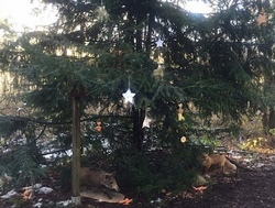 Waldweihnachten der Tiere