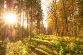 Walderlebnistag