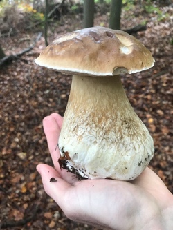 Rund um den Pilz