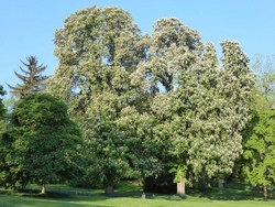 Stadtbäume und Baumbestimmung