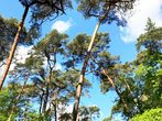 Tiere des Waldes - Entdeckertour im Lennebergwald