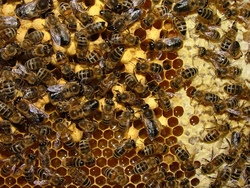 Familienaktion Bienen- und Kräutertag