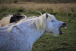Mein Ponytag