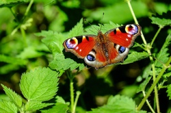 Die Welt der Schmetterlinge