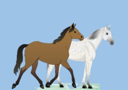 Reiten und Voltigieren