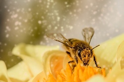 Die faszinierende Welt der Bienen (Für Kleinkinder)