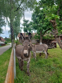 Esel Emil, Paula und Eddy