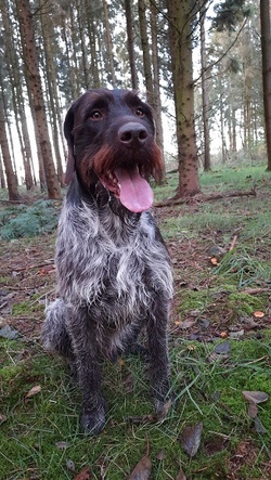 Mit dem Jäger ins Revier