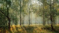 Lebensraum Wald A