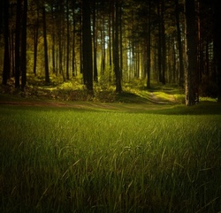 Lebensraum Wald und Wiese