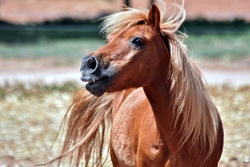 Ponyvormittag