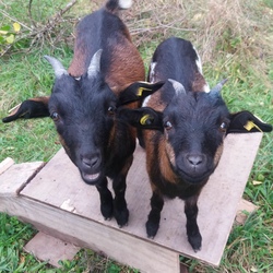 Waldtour mit den Ziegen Schoko und Toffee