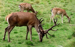 Auf in den Tierpark Tambach