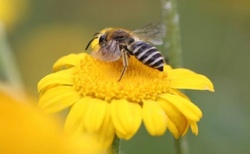 Nisthilfe für die Steilwandbewohner unter den Insekten