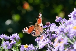 Bunte Blumenstecker, für Haus und Garten